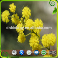 natural cacia rigidula extract powder/acacia rigidula extract 10:1, 20:1